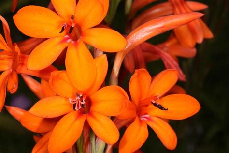 Flowers and gifts for every. Watsonia pillansii | Plants, Botanical, Flowers