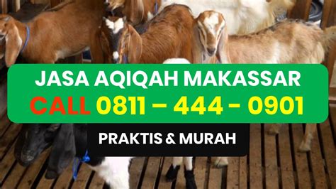 Telah kami sebutkan bahwa aqiqah anak lelaki adalah dengan 2 ekor kambing dan untuk anak perempuan dengan 1 ekor kambing. Jual Aqiqah Kambing Anak Lelaki Sungguminasa, Gowa Call ...