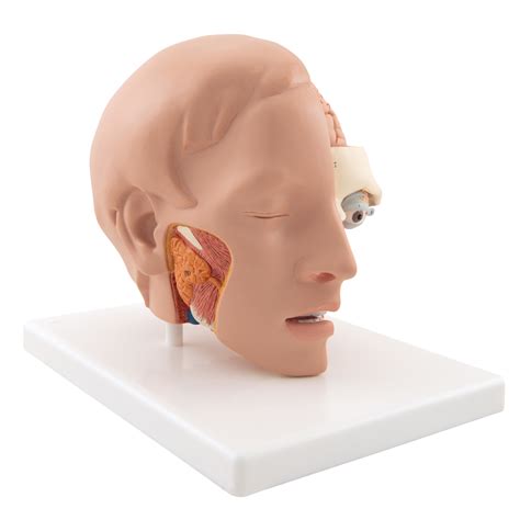 A sliding feature allows users to add and remove surrounding muscles . Anatomical Teaching Models - Plastic Anatomy Models - Head ...