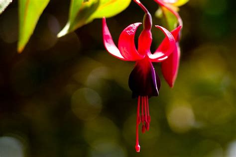 We did not find results for: These are some of the best flowers from Tamil Nadu, India ...