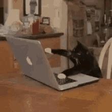 Whenever you want to include an animated illustration on a website, you have to decide which format will be a better fit — a gif or a video? Typing Cat GIFs | Tenor