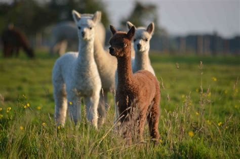 Visco matratzen passen sich schlechter bei kälte an den körper an. Abolengo de Alpaca | Unternehmen | DORMA VITA