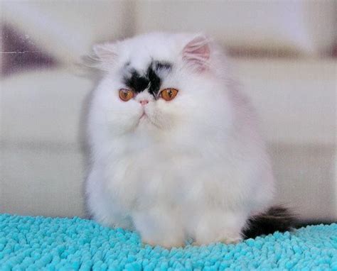 Supior quality persian & himalayan kittens for sale in a rainbow of colors! Persian Cats For Sale | Minneapolis, MN #70709 | Petzlover