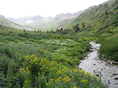 #american basin #colorado #gunnison national forest #san juan mountains #columbine #wildflowers. American Basin, Colorado