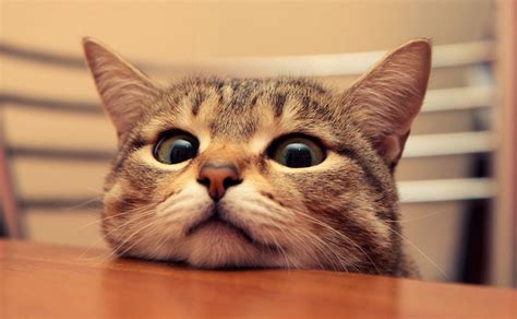 Click to copy the url link under the instagram photo. 60+ Best Cat Instagram Captions Cute & Funny - IG Captions