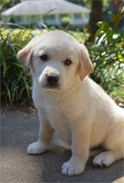 Many puppies will go to their new homes at around 8 weeks old. 1000+ images about {Yellow Lab Puppy} on Pinterest ...