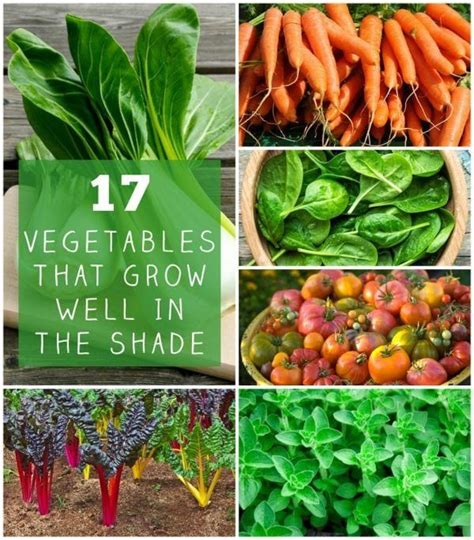 Mowing • fertilizer/weed control • snow services • tree services. 17 Vegetables That Grow Well In The Shade | Growing ...