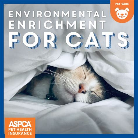 By purchasing aspca® pet health insurance nar members will not be joining, or be required to join, the aspca®. Environmental Enrichment for Cats | ASPCA Pet Health ...