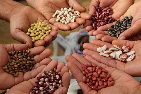 Pacific seed bank is a secretive seed bank that doesn't provide much info about who they are. Advantage Of Storing Seeds In Seed Banks : A survival seed ...