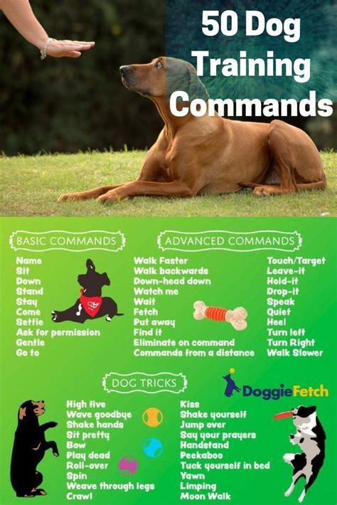 If you are seeking a degree in animal behavior and ethology, you'll find there are three different degrees that can be earned. Having a trained #dog isn t the same as having a balanced ...