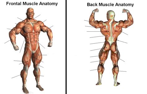 The abdominal muscles between the pelvis and the rib cage provide a mainstay of support for the upper and lower body. Assignments