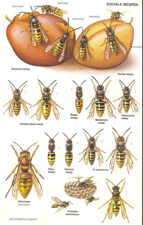 Wespen hoornaar wespen zijn ondanks dat ze voor veel mensen hinderlijk zijn, toch nuttige insecten. Natuurfotografie-Anita's-Art: Franse Veldwesp (Polistes ...