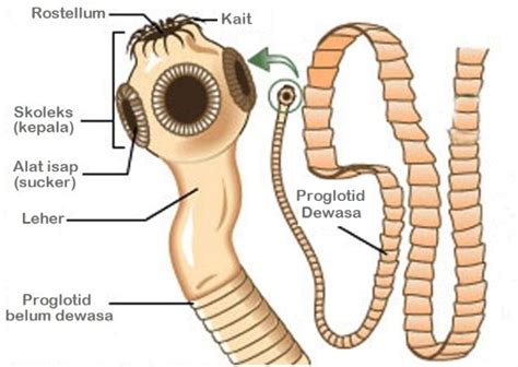 Terdiri dari selulosa yang kuat dan dapat memberi sokongan , perlindungan, dan untuk mengekalkan bentuk sel. Ciri-ciri, Contoh, dan Siklus Hidup Cacing Pita Dilengkapi ...