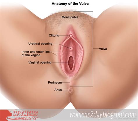 The diagram is as follows: Explain Your Private Parts For women's Only Female Anatomy ...