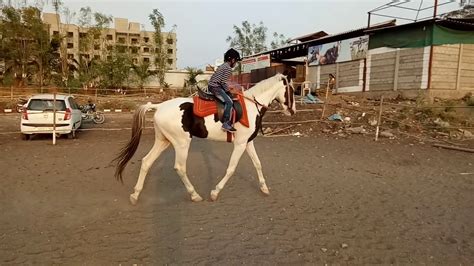 It took me about 40 minutes to drive from kajang. Rajaswa Horse Riding Club Ahmednagar - YouTube