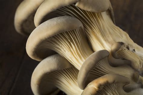 The 13 Most Common Types of Mushrooms—And What to Do with Them | Ourfulltable