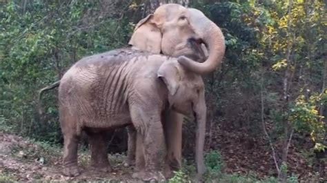 El equipo de cuidadores de bioparc valencia ha grabado estas escenas de comportamiento sexual y rituales de apareamiento de los elefantes. Amor de elefante | Yo, mono | Blogs | elmundo.es