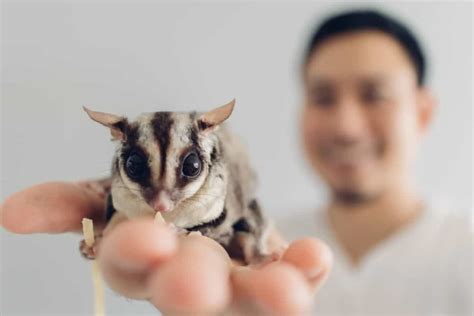 If you want to adopt a sugar glider as a pet, we recommend contacting a recovery center for wild species. Are Sugar Gliders Good Pets? What you must know ...