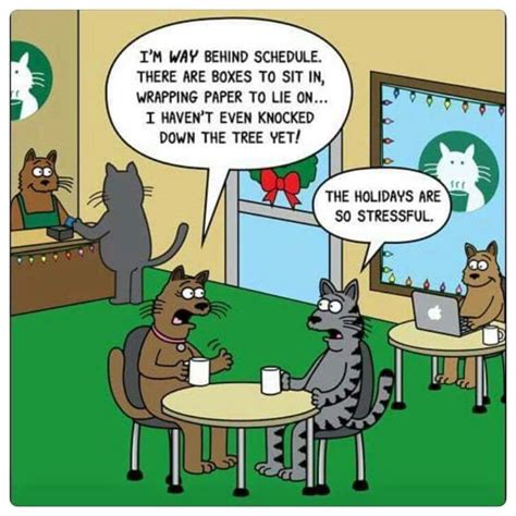 A wife decided to leave for a vacation, leaving her husband in supervision of her mother and her cat. Pin by Candy Franks (1) on Crazy Cat Mommy | Funny cat ...