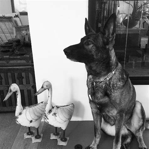 My dog has cancer but acts fine like we mentioned above, some dogs can continue to live comfortable lives despite their cancer diagnosis. Cancer-stricken Shannen Doherty claims her DOG detected ...