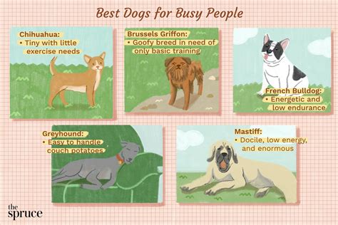 10 Low-Maintenance Dogs for Busy People