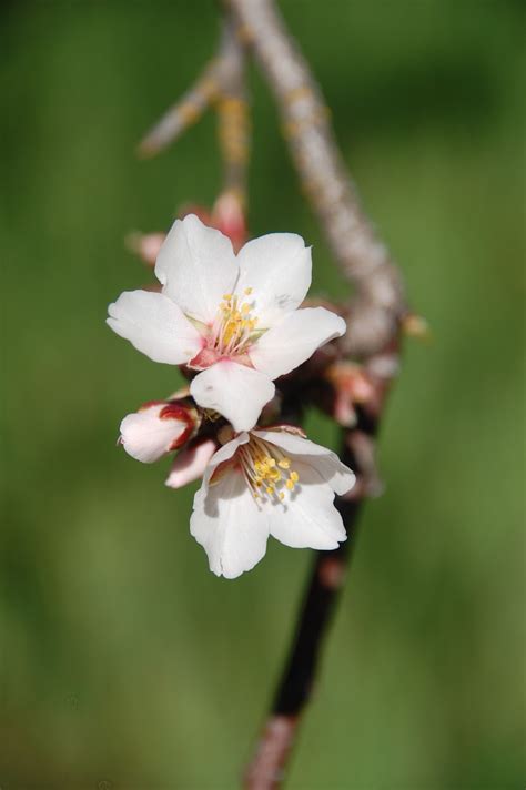 #五悠ワンドロ お題「アルストロメリア」 …の花の特徴から。 エキゾチックな花弁の色や模様は虫を誘うためのもの→ひとりひとり固有の色や模様を持つ瞳。 甚に夜の匂わせあります。 季節の風景: プラムの花（？）とアーモンドの花