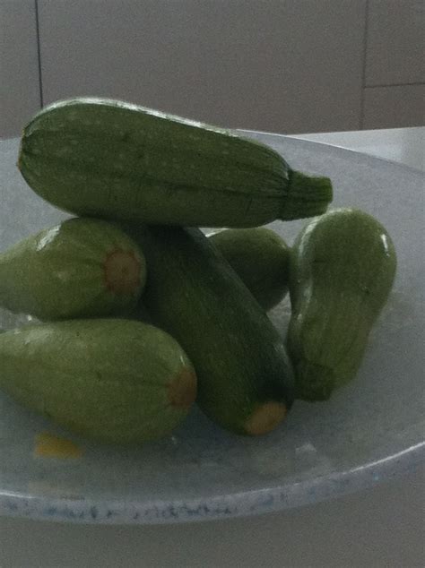 Does chipmunks eat zucchini fruit. WHITE ZUCCHINI. THESE ARE LOVELY AND NOT ALWAYS AVAILABLE ...