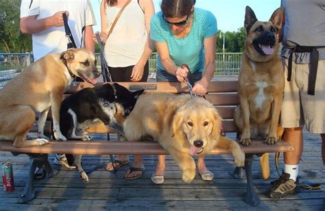 A diabetic alert dog is specifically trained to react to the chemical change produced by blood sugar highs can trained dogs alert diabetics to low blood sugar? How to Train Your Dog to Be Off Leash! | ThatMutt.com: A ...