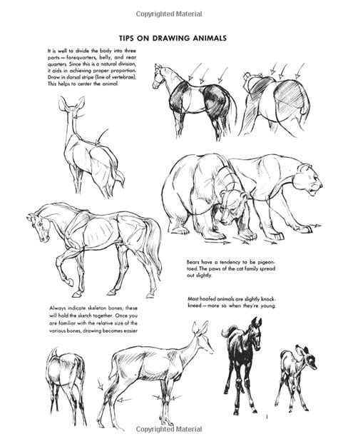 Contact how to draw animals on messenger. The Art of Animal Drawing: Construction, Action Analysis, Caricature (Dover Art Instruction ...