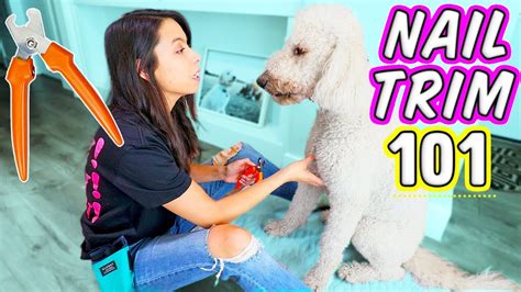 You will find everything you need to make sure your furry friend is well taken care of. Are You Doing THIS When Clipping Dog Nails? 🐶 How To Cut ...