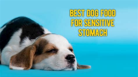 Not only is it affordable, but it fosters healthy growth and would improve the shine on a puppy groodle's coat. The 10 Best Dog Food for Sensitive Stomach and Digestive ...