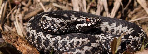 We offer different kinds of pest control services in bangalore. Signs of Snakes | Ehrlich Pest Control