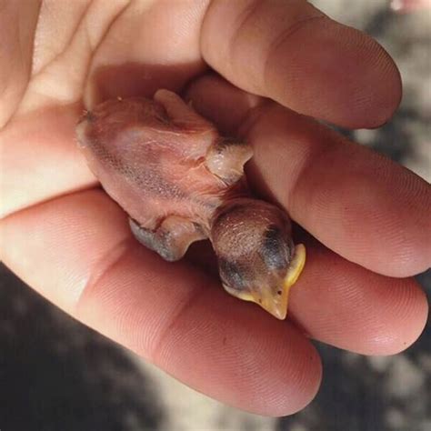 The vet/medical team or a qualified volunteer will often tube feed the bird after a wash. How to Save Baby Birds | Action | PETA.org | Baby bird ...