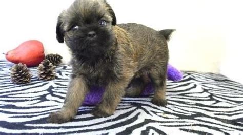 Find brussels griffons for sale on oodle classifieds. Brussels Griffon Puppies For Sale | Colorado Springs, CO ...