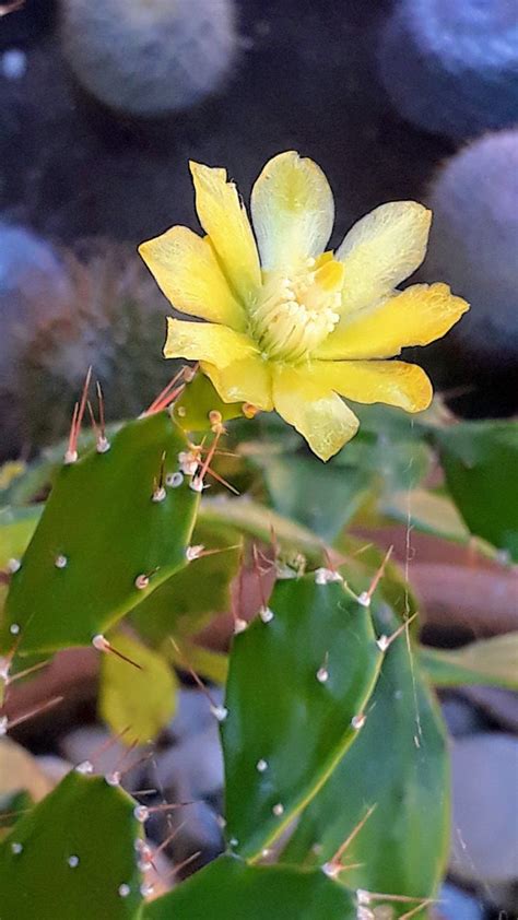 This beautiful houseplant is also a forest type. Brasiliopuntia brasiliensis | Succulents, Cactus plants ...