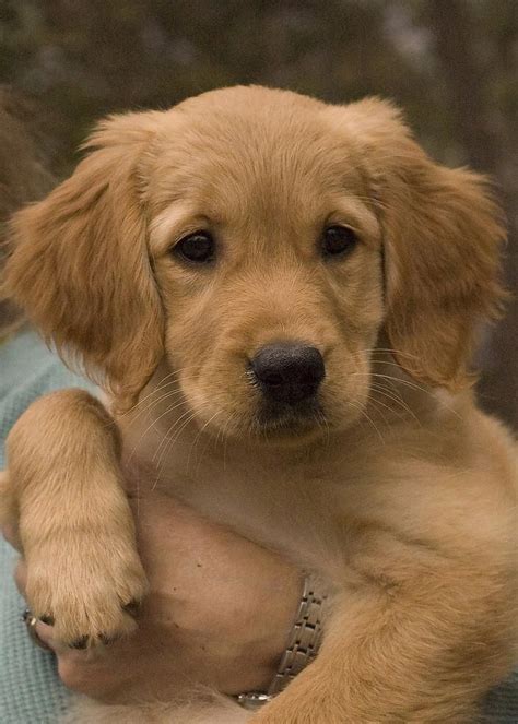 The table below allows you to quickly and easily find information on current and upcoming litters from our four colors of golden retriever puppies for sale. Golden Retriever Puppies Virginia Beach For Sale - Pet ...