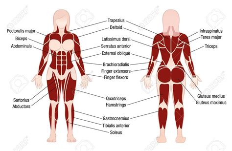 These muscles are able to move the upper limb as they originate at the vertebral column and insert onto. Female Muscles Diagram - koibana.info | Body muscle chart ...