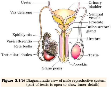 She gives birth to the child as well. Reproduction - Human Reproductive System