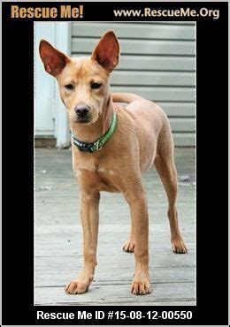 Learn more about matchdog rescue in marlton, nj, and search the available pets they have up for adoption on petfinder. New Jersey Basenji Rescue ― ADOPTIONS ― RescueMe.Org (With ...