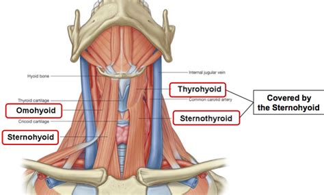 Similarly, the shapes of some muscles are very distinctive and the names, such as orbicularis, reflect the shape. Thyrohyoid : Origin, Insertion, Action & Nerve Supply ...