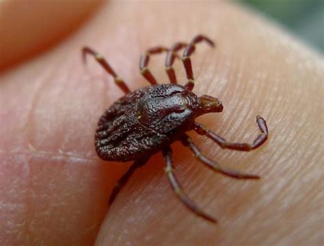 Borelioza daje sygnały nawet po kilku latach, pojawiają się następne objawy choroby. Borelioza - objawy i leczenie, choroba z Lyme, choroba ...