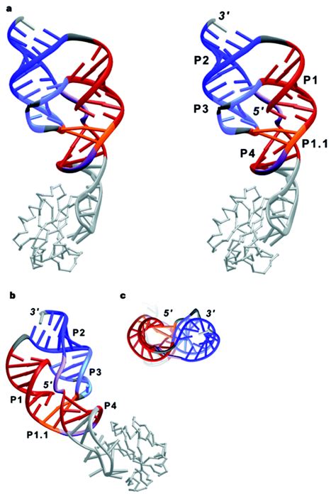 The circular rna genome is 1679 bp in length of which about 70% is self. Part:BBa K1442103:Design - parts.igem.org