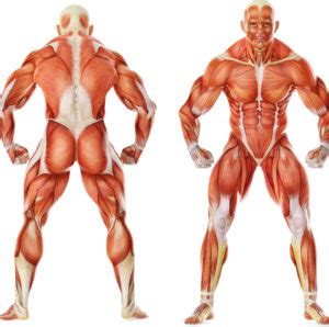 The muscles make their movements via. Major Muscle Groups Guide - Weight Lifting Complete