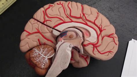 Torso, brain (2), heart, trachea and esophagus aorta, lung (4), head cover, stomach, diaphragm. Human Torso Model #2 - YouTube