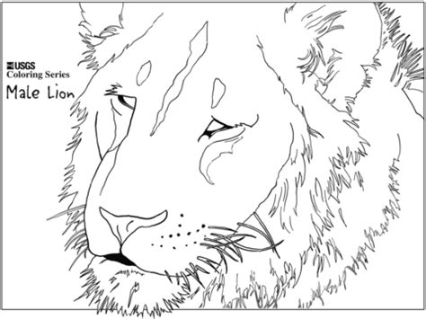 Here is full collection of free printable lion coloring sheet for kids! Male Lion Head coloring page | Free Printable Coloring Pages