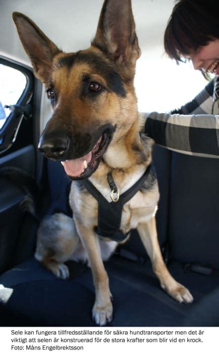 Svenska kennelklubben är hundägarnas riksorganisation och företräder alla hundar, hundägare och hundälskare i sverige. Bilsäkerhet för hund - sele - Svenska Kennelklubben