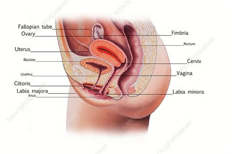 Stomach and lungs, kidneys and heart, brain and liver. Female Reproductive System, Illustration - Stock Image ...