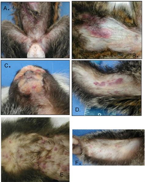 Monkeypox is a rare zoonotic disease, occurring sporadically, in sub saharan africa and known to cause clinically indistinguishable disease from other pox diseases especially smallpox. Rash presentation of marmosets intravenously exposed to ...