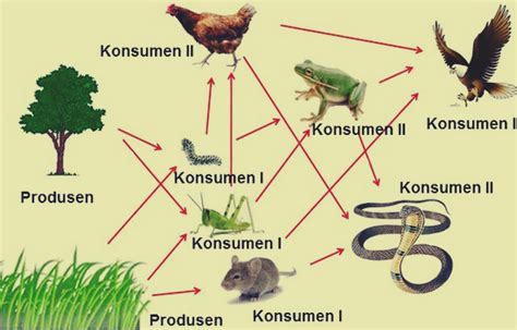 Rantai makanan ini terjadi di daerah sawah yang mana sudah mulai tumbuh atau berbuah. Jaring-Jaring Makanan - Pengertian, Fungsi, dan Contoh