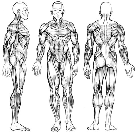 How to draw male body full lesson. Groartig Male Anatomy For Artists Photos Ideen Menschliche ...